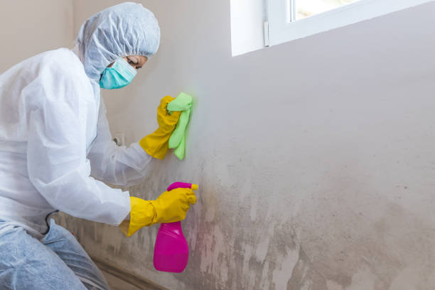 Best Commercial Mold Inspection in Bret Harte, CA